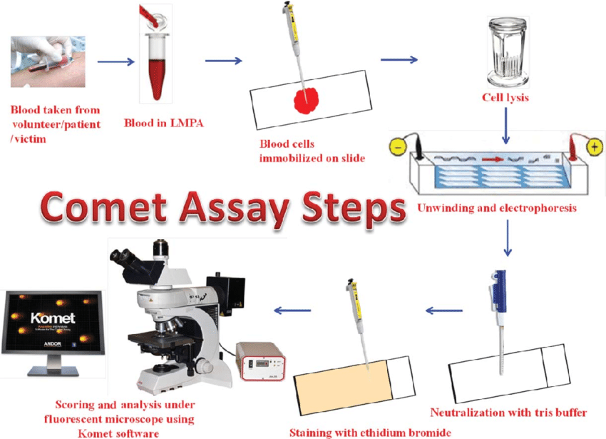 comet assay protocol